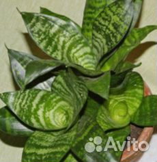 Растение бесплатно.Сансевьера