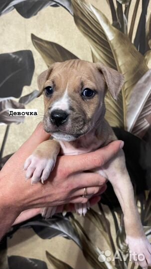 Американский стаффордширский терьер