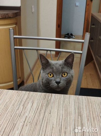 Британец в добрые руки