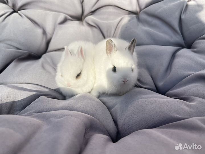 Декоративные кролики