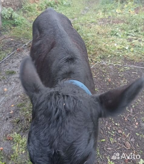 Абердин ангус телки