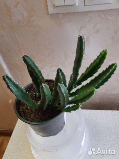 Гуэрния, гастерия, цилиндроопунция, астроцилиндр