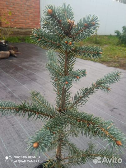 Семена и саженцы