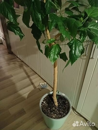 Гибискус Купера, гибискус махровый