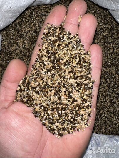 Зерноотходы пшеницы