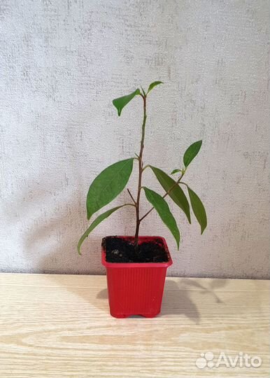 Фикус бенджамина
