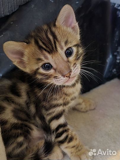 Бенгальская леопардовая кошка