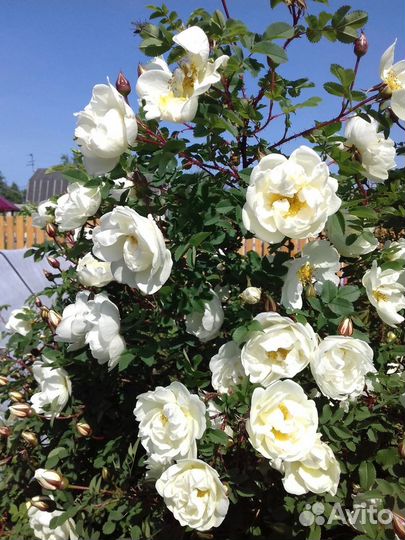 Роза шиповниковая