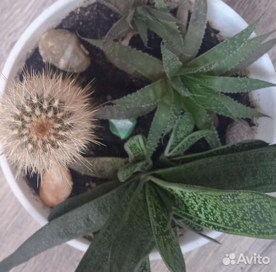 Кактусы и суккуленты