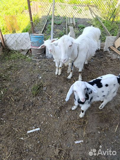 Дойные Зааненские и Нубийские козы и козлята