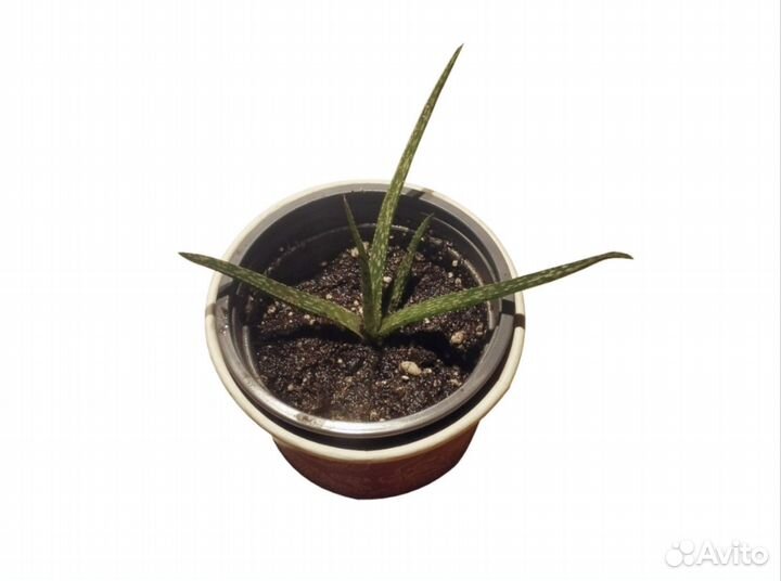 Алоэ красивенькое Aloe Bellatula