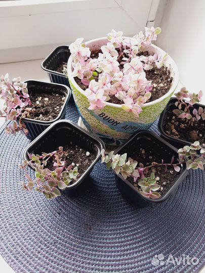 Каллизия розовая /комнатное растение