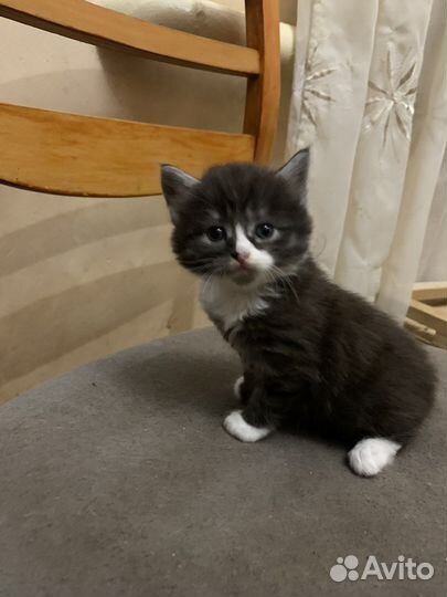 Британский кот