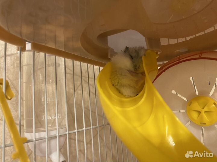 Джунгарский хомяк с клеткой