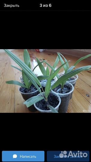 Пальма трахикарпус