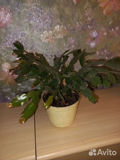 Декабрист и спатифилум