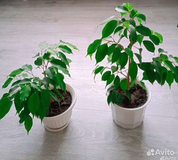 Фикус бенджамина