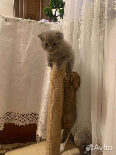 Шотландские котята