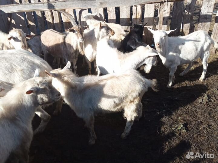 Козы и козлята