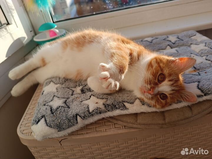 Рыжая кошечка солнышко в добрые руки