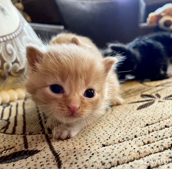 Котята в добрые руки даром