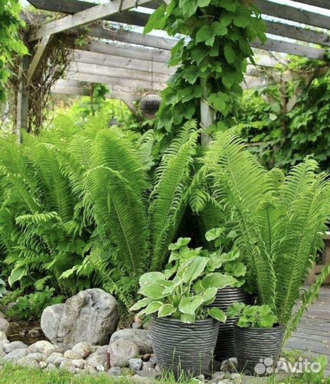 Папоротник садовый