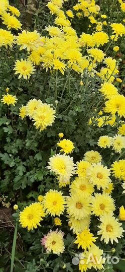 Хризантема