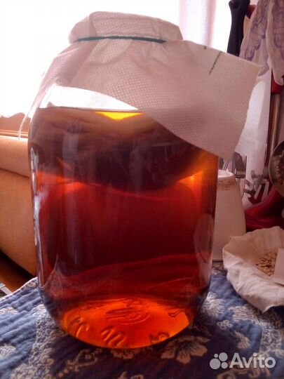 Чайный гриб