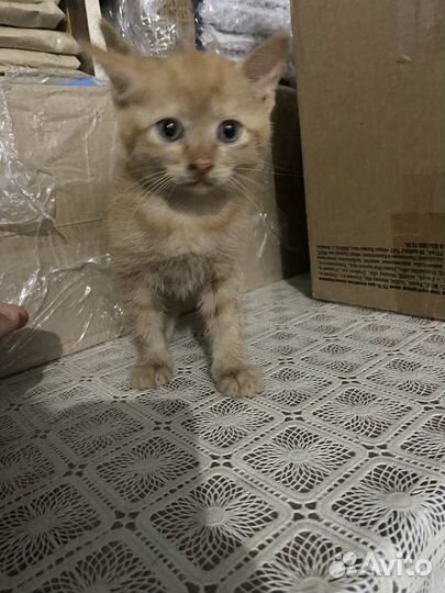 Кошки в добрые руки
