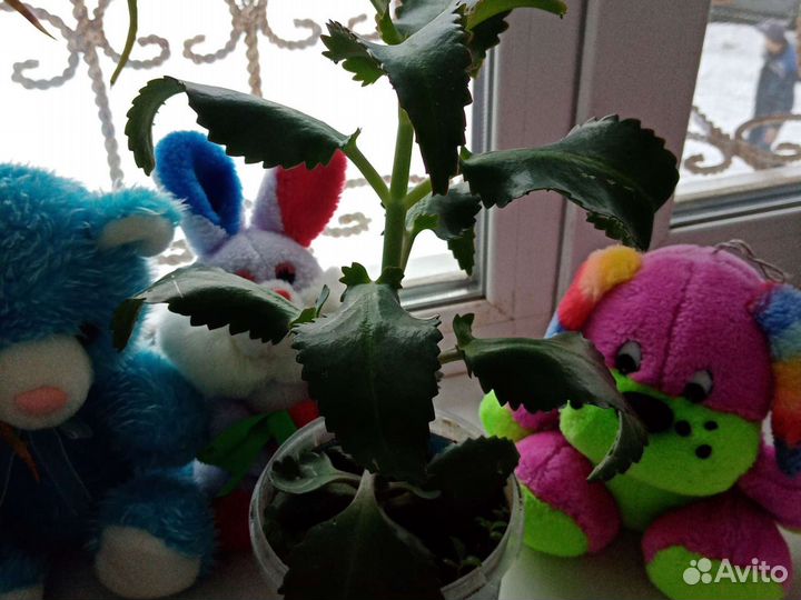 Каланхоэ лечебный