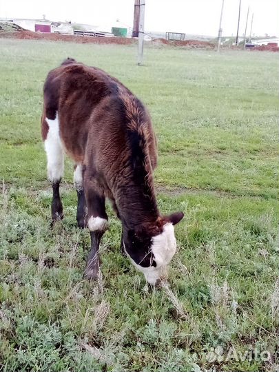 Коровы,телята,телочка