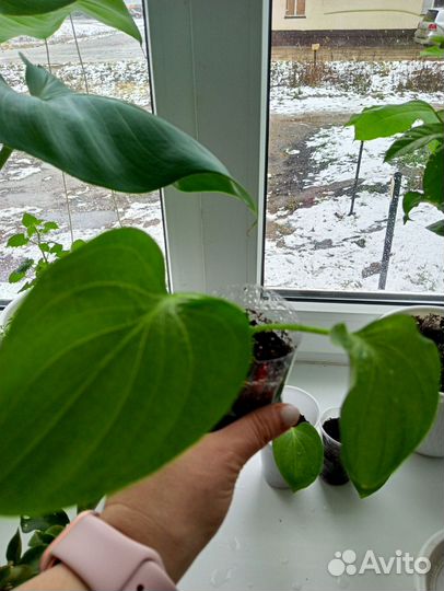 Калла домашняя Эфиопская