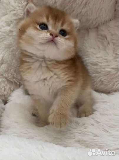 Шотландская