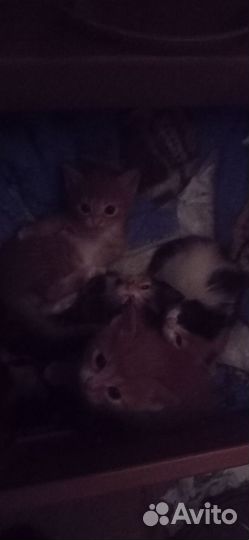 Котята в добрые руки даром бесплатно