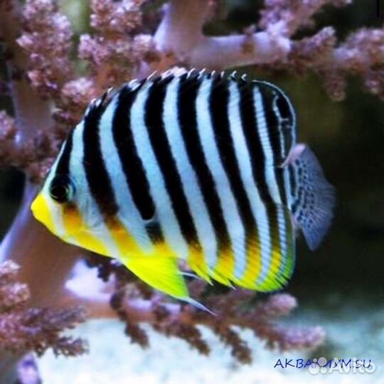 Золотая рыбка в аквариуме