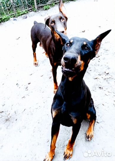 Щенки добермана