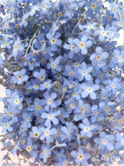 Цветы сухоцветы