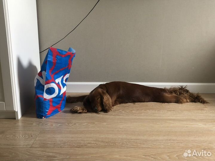 Кокер спаниель вязка
