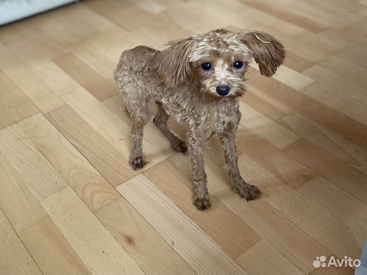 Мальтипу f1 девочка