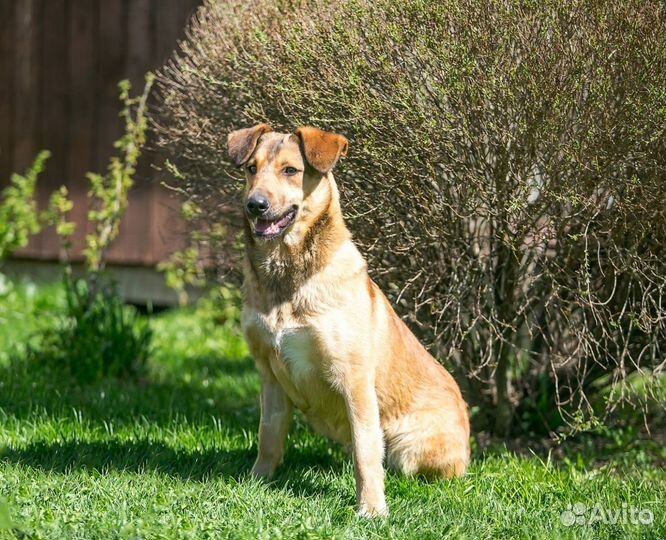 Рони- отличный парень