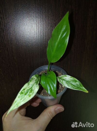 Спатифиллум ангел бэби