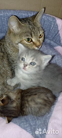 Британская кошка