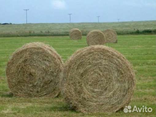 Продам сено в рулонах