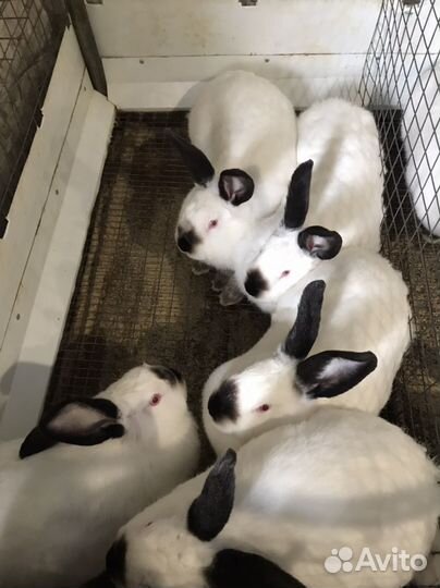 Калифорнийские кролики мясной породы