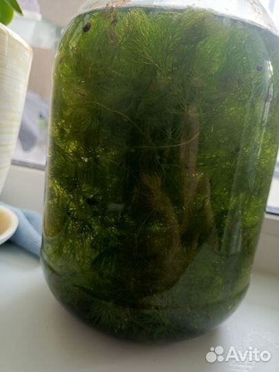 Роголистник