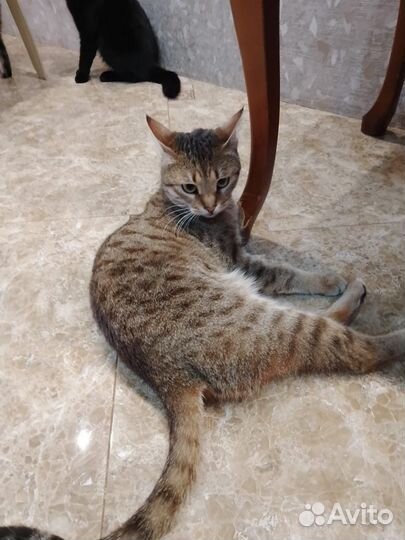 Бенгальская кошечка стерилизована