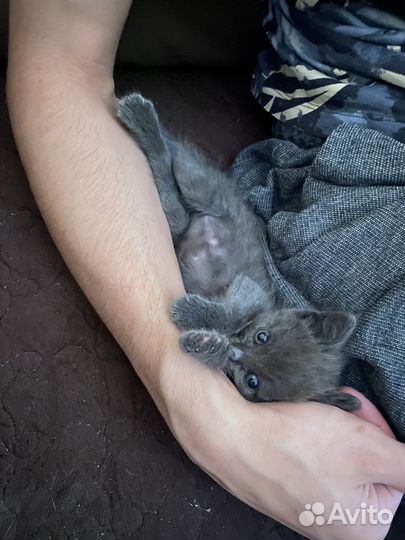 Котята