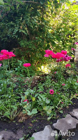 Ранункулюс саженцы из клубни