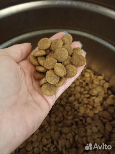 Корм для кошек и собак