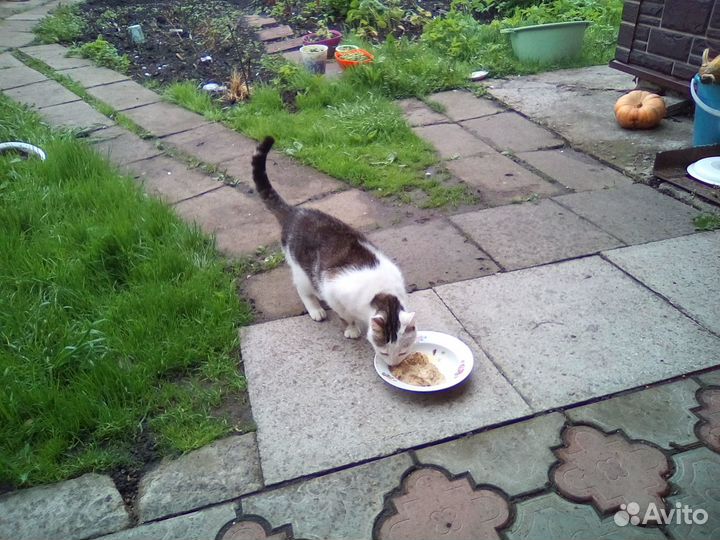 Молодой кот